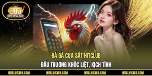 Đá gà cựa sắt